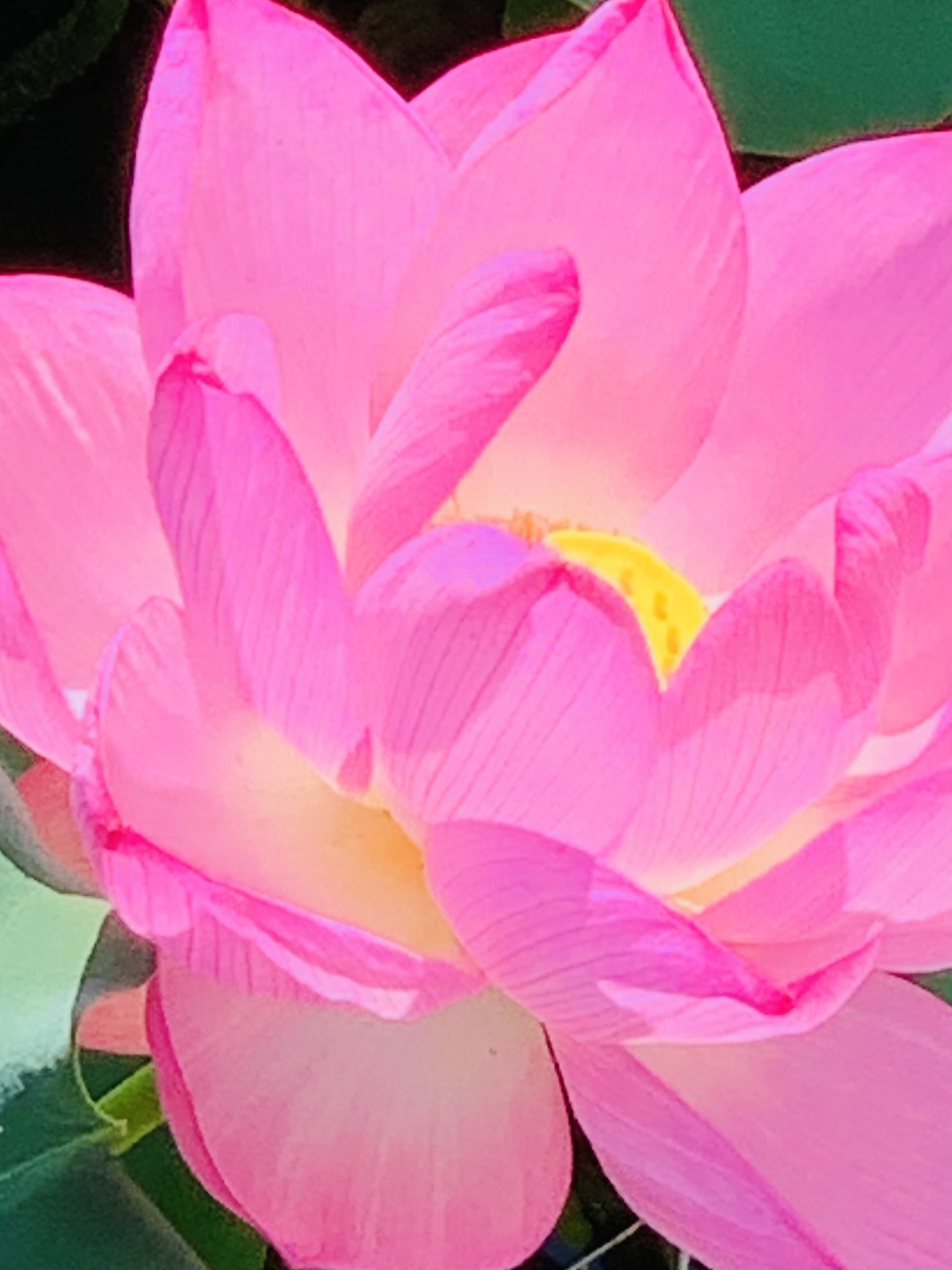 NPO法人JOMONコミュニティ